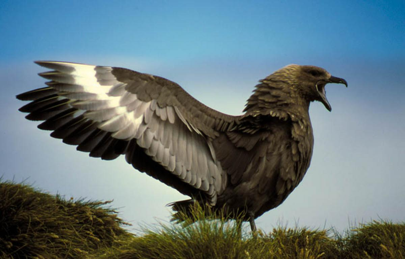 Illustration for article titled Skuas Are Cool